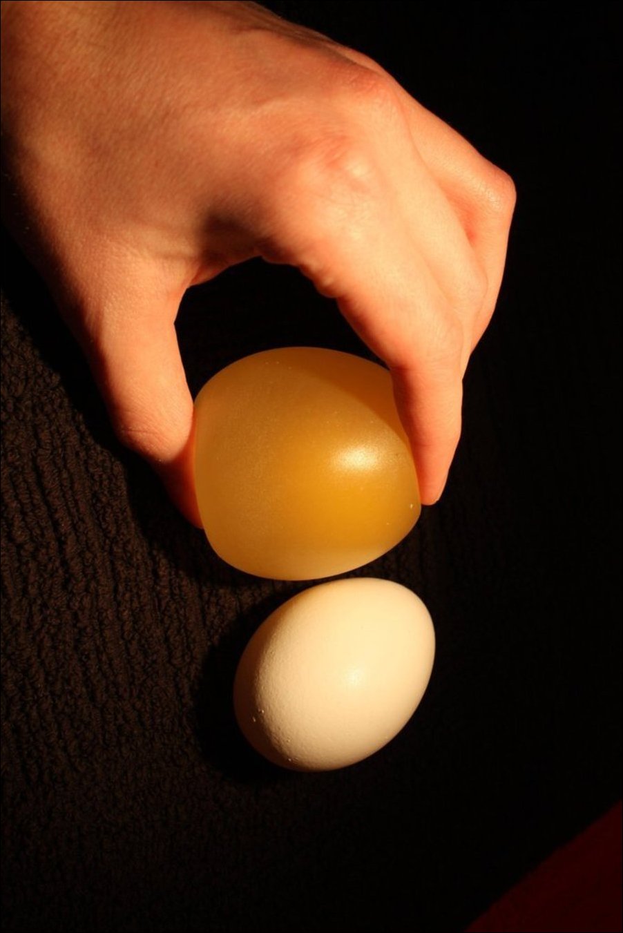 Яйцо поместить в воду. Яйцо. Резиновые яйца. Яйцо в уксусе. Резиновое яйцо эксперимент.