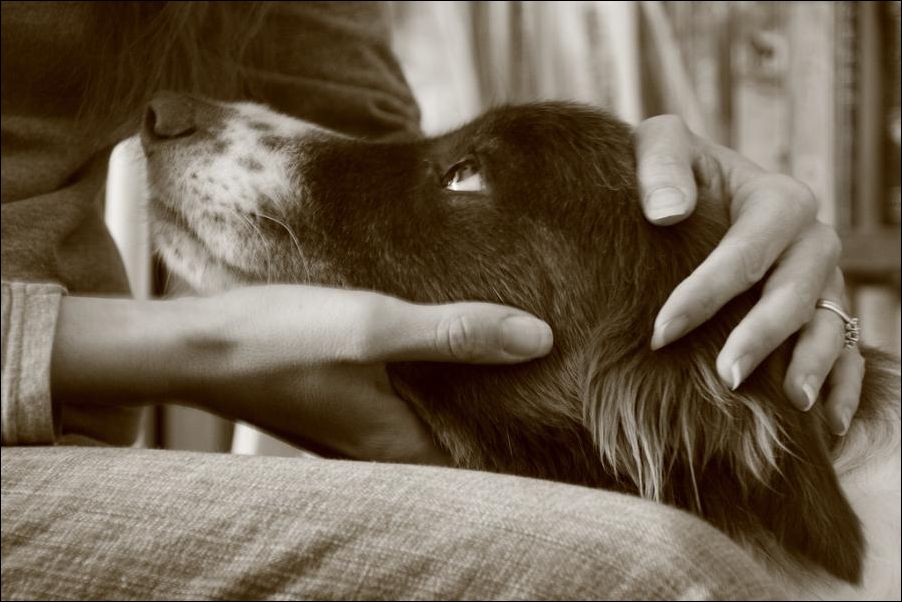 Любимая собака 1 6. Собаки любовь. Любовь собаки к человеку. Люди и животные любовь. Животные и человек Эстетика.