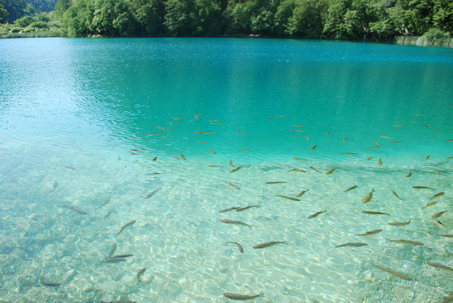 Прозрачность воды в озерах. Пресноводное голубое озеро Хорватия. Водоемы с прозрачной водой. Прозрачное озеро. Чистый водоем.